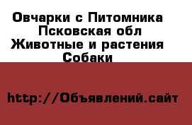 Овчарки с Питомника - Псковская обл. Животные и растения » Собаки   